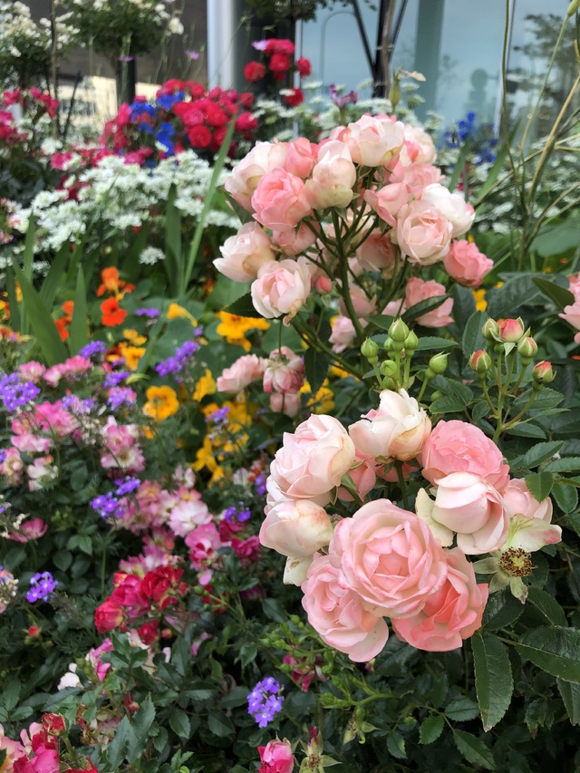 綺麗に咲いてた