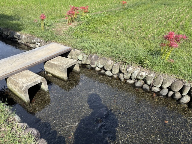 デトックス