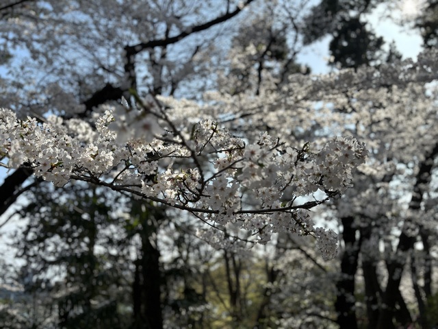 春を待ち侘びて