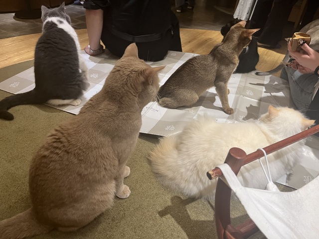 猫カフェ♡