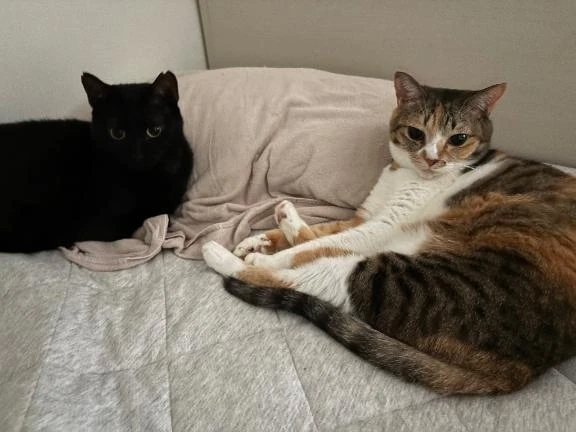 両脇に猫♡