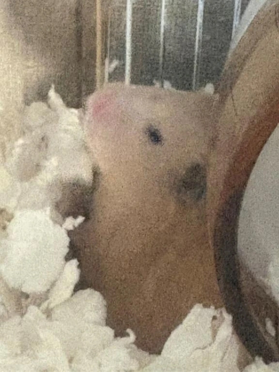 おはようございます！🐹