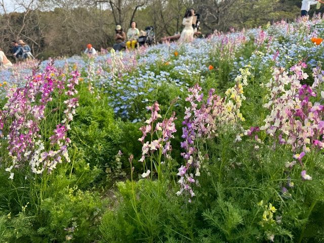 コレクション