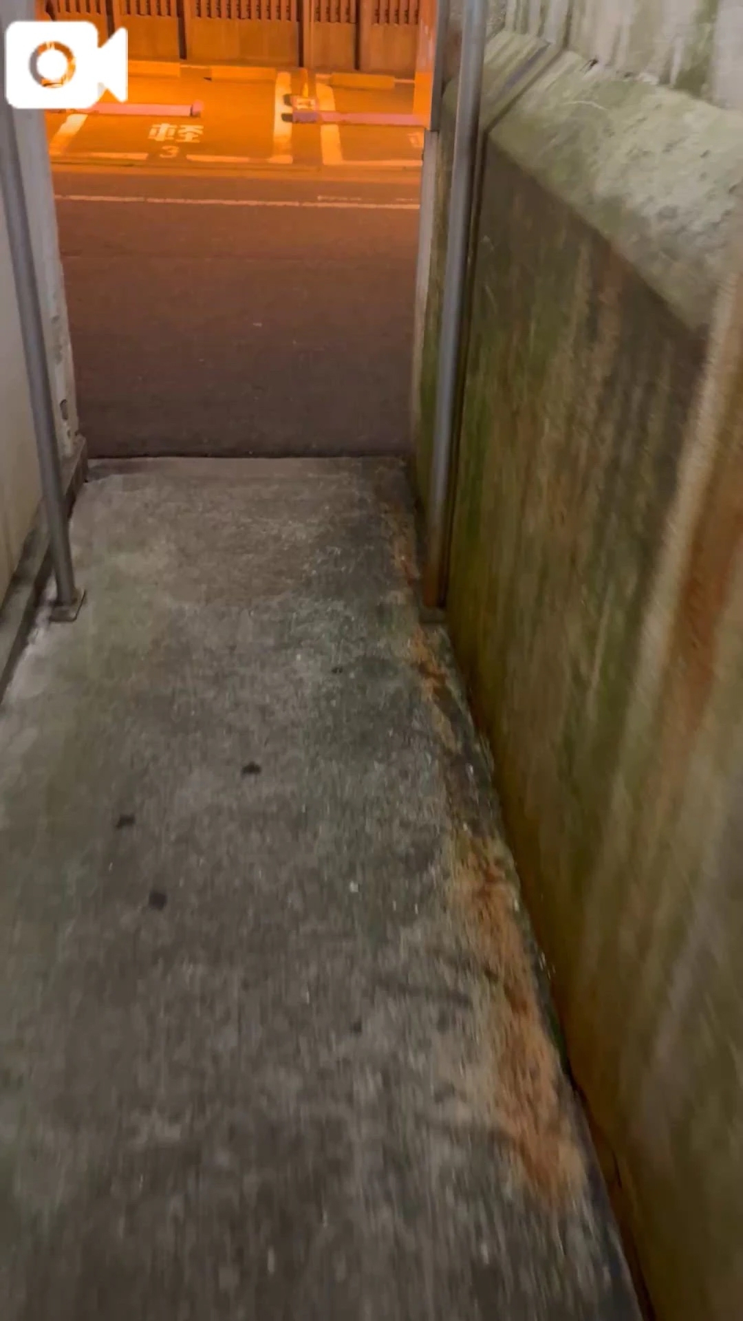 中洲1丁目の猫さんたち♡