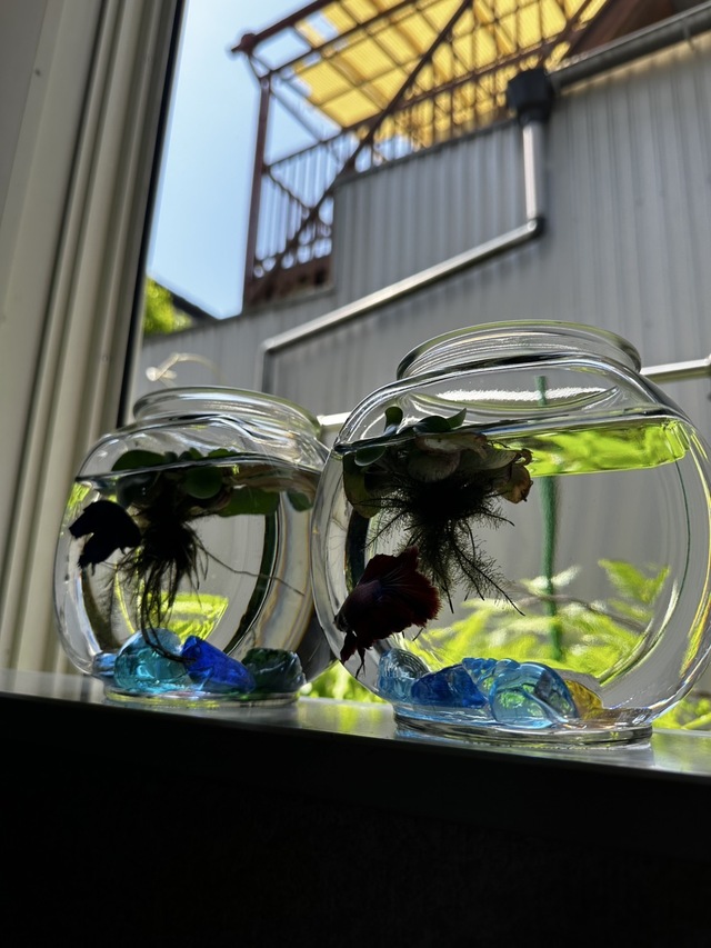 🐟魚cafe🐠