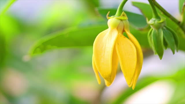 【アロマ・精油④】イランイラン