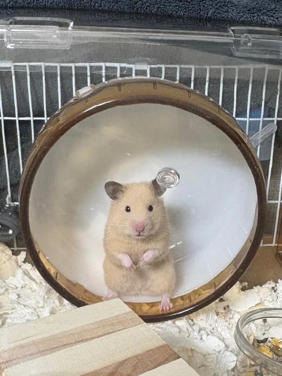 🐹まりーちゃん🐹