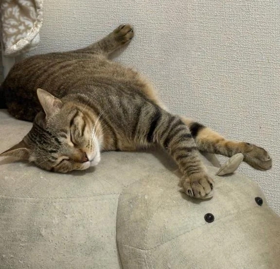 スヤァ♡