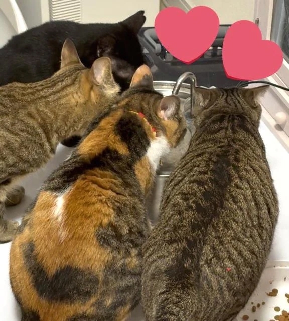 家族♡