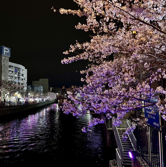 綺麗でした🌸