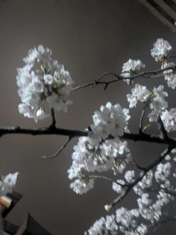 夜桜🌸