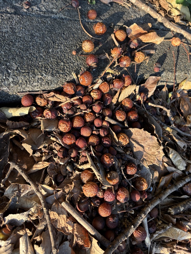 秋🍂