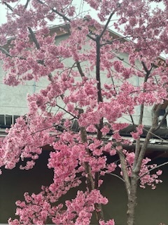 🌸