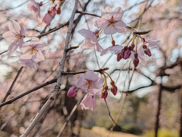 もう🌸満開まぢか