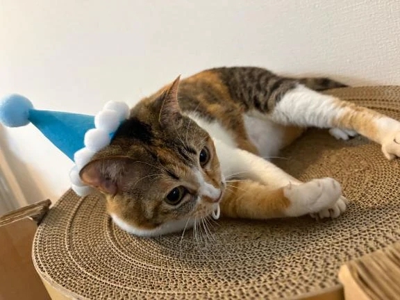 ハピバ♡