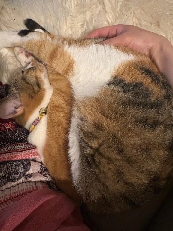 アンモニャイト♡