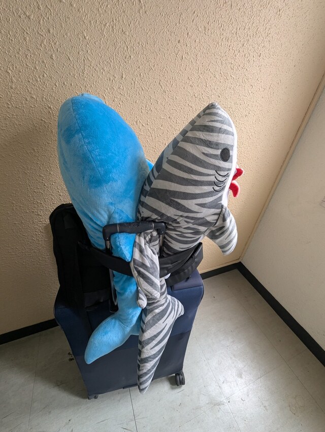 大阪に帰ります🦈