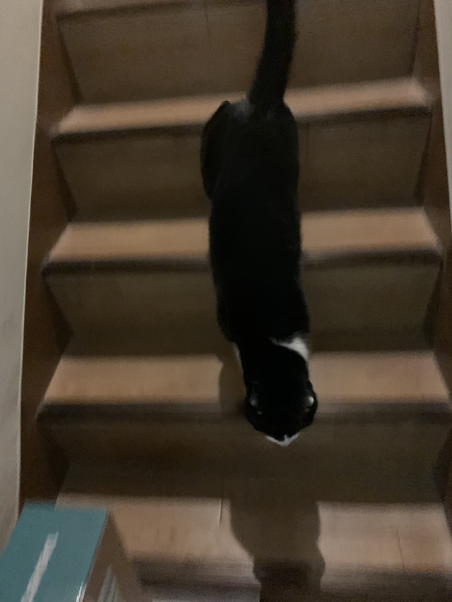 可愛い可愛い