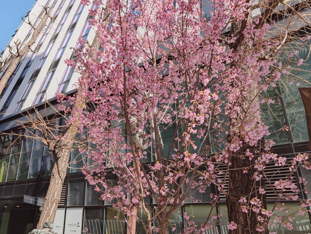 🌸桜の開花・満開予想🌸