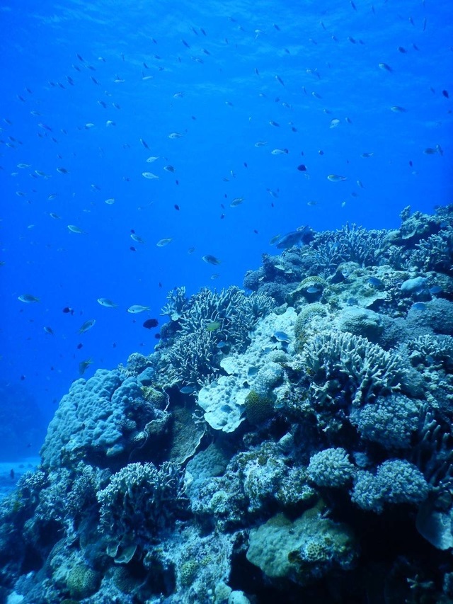 💎✨海の世界へのパスポート🌊🤿🐠✨