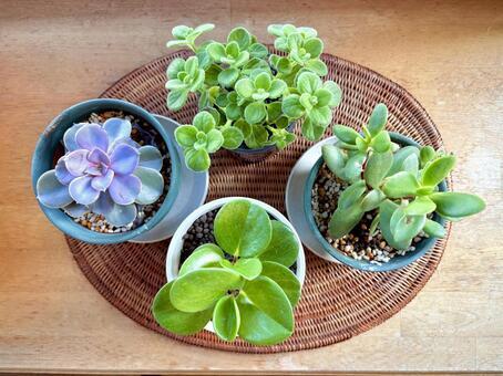 萌学 スタッフHです૮ •᷅ࡇ•᷄ ა