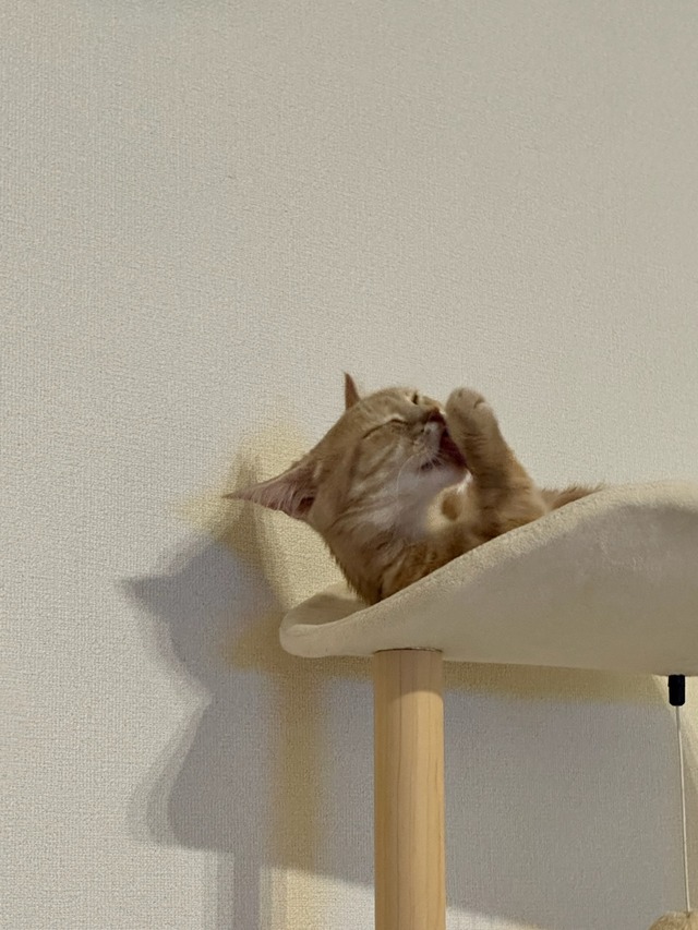 何よりの癒し