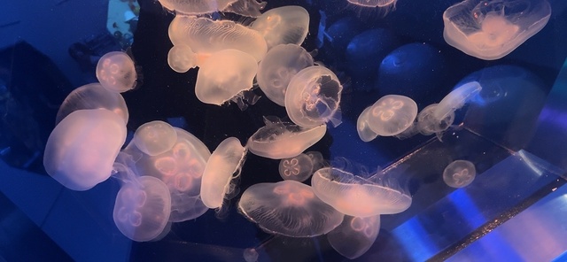 水族館に行ったら必ず海月に会いにゆくのです！🪼🫧