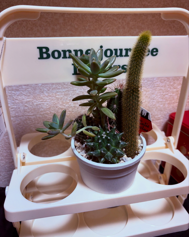 🌵cactus 🏜️