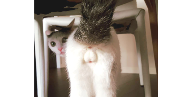 予約再開