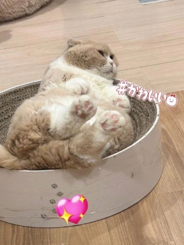 🩵にゃんこ♡