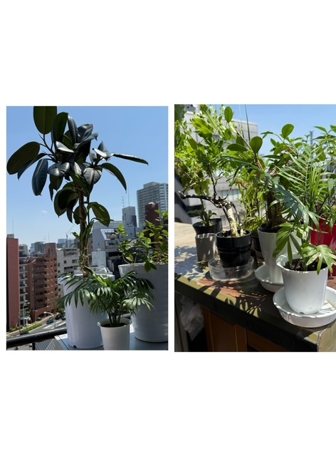 ～～快晴☀～