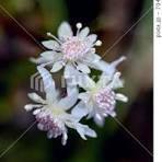 雪国に春の訪れを告げる「春の妖精」