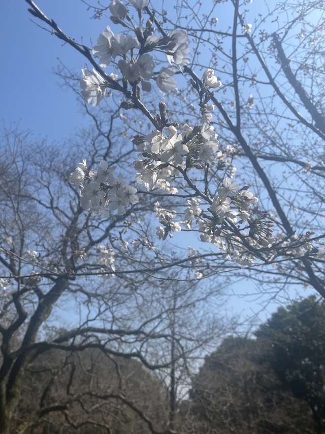 花見