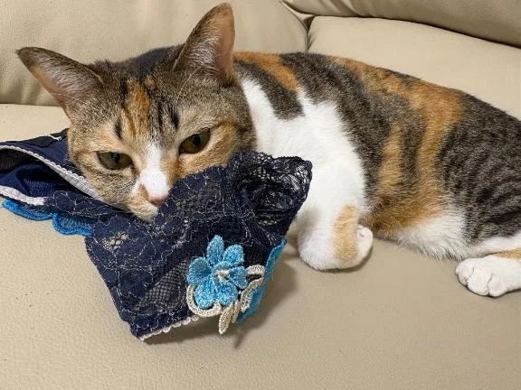 泥棒猫さん♡