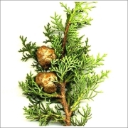 4月のアロマ 【サイプレス】