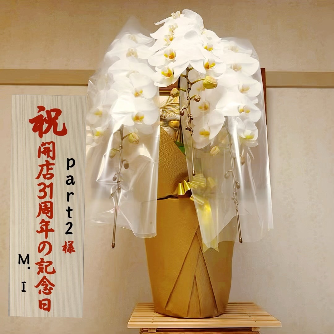 【純白の胡蝶蘭】