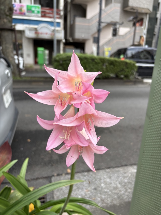 おはよう