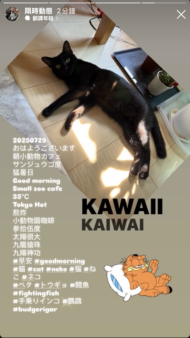 Hot cat 🐈‍⬛ 