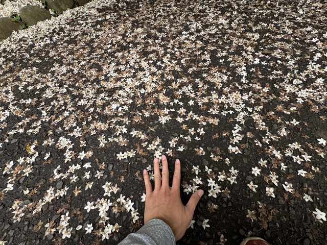 １８０分秘密の花園