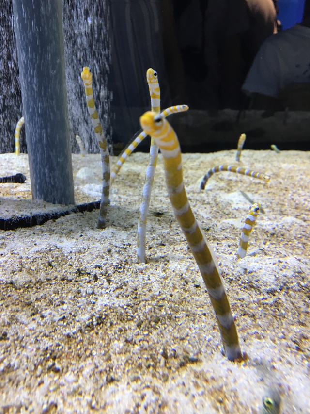 楽しめるように