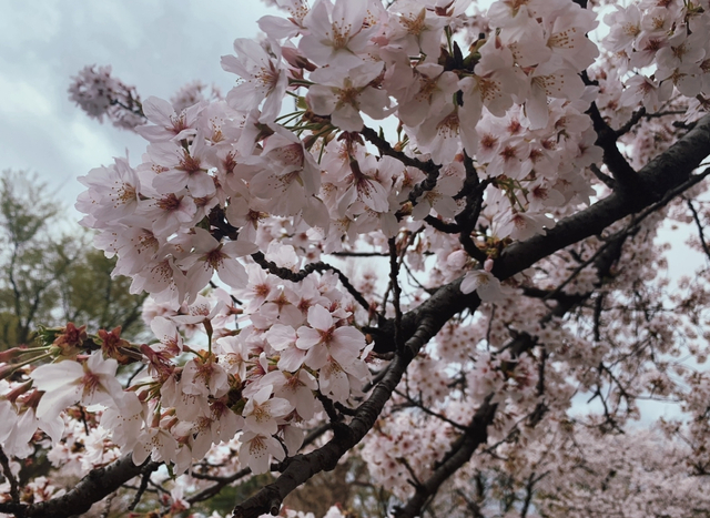 お花見