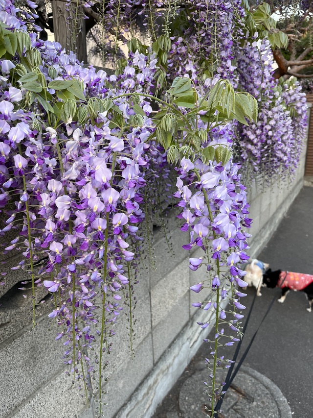 おはようございます☀️｡°