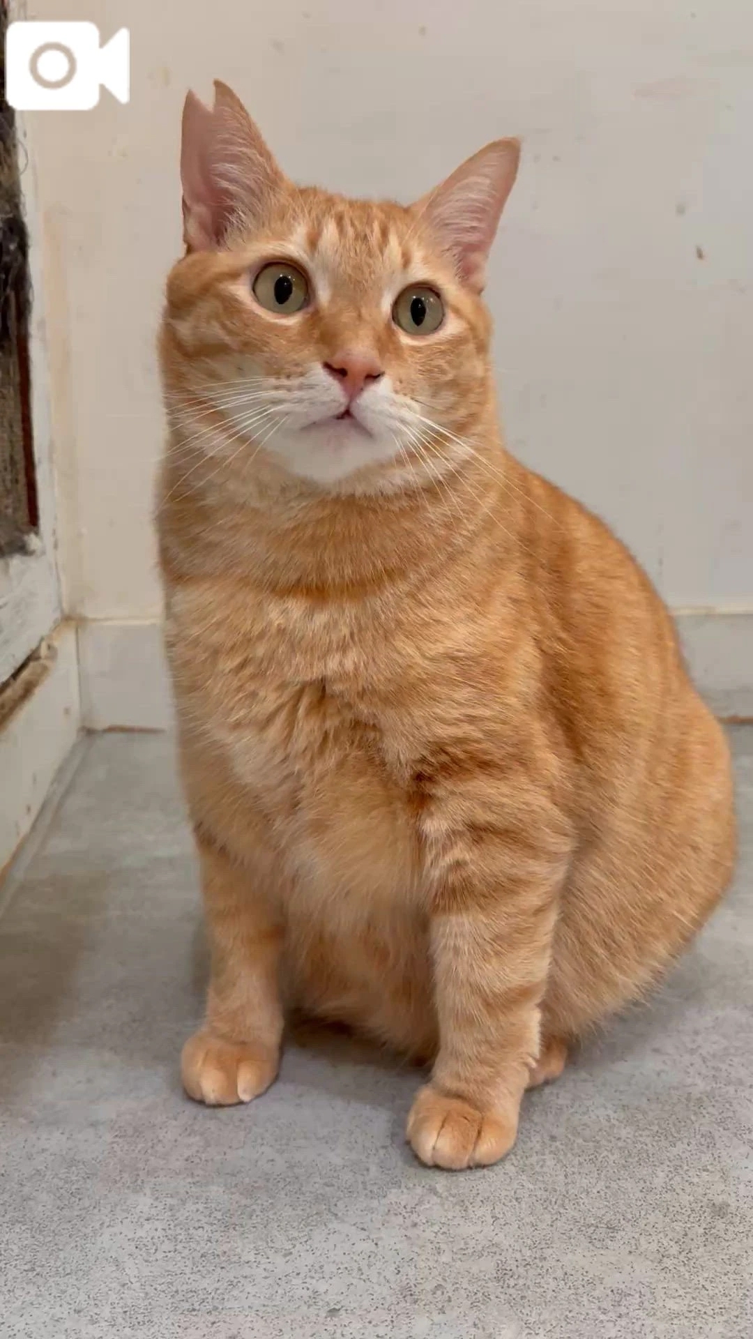 猫日和♡