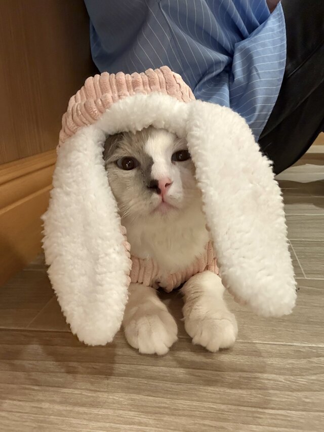 きゅーあぐ