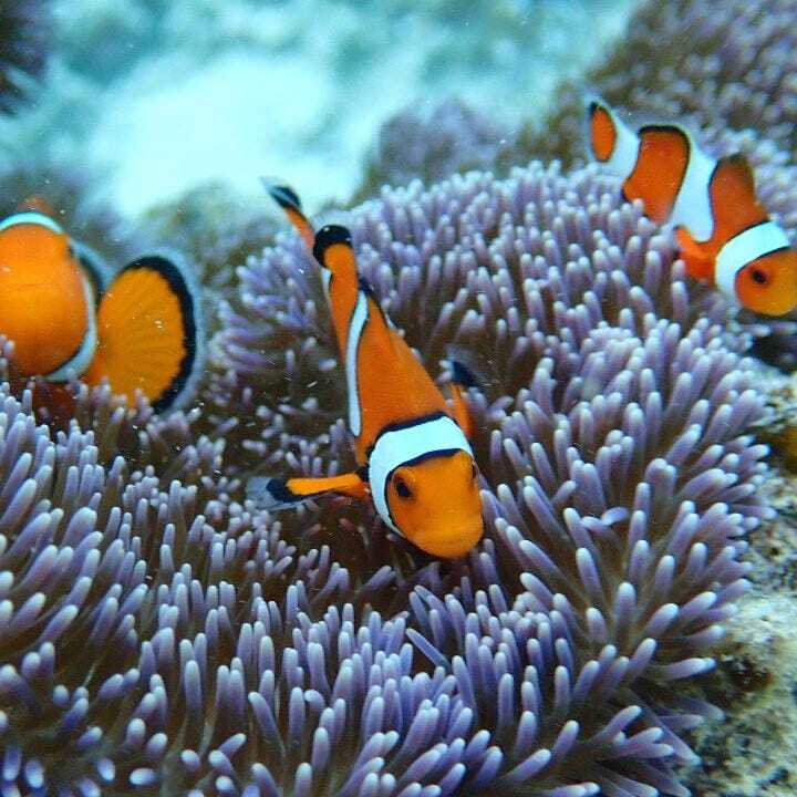 シュノーケリング