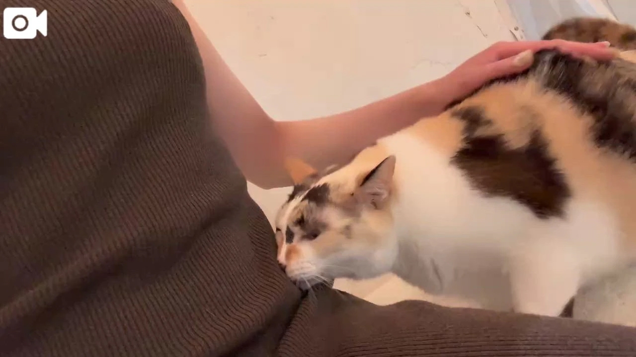 猫だらけ♡