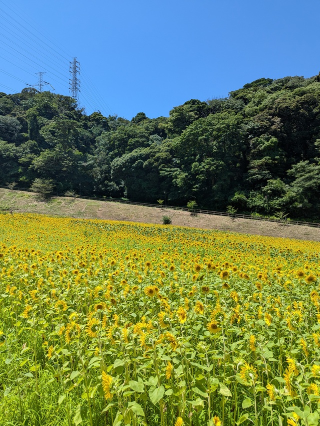 運動会