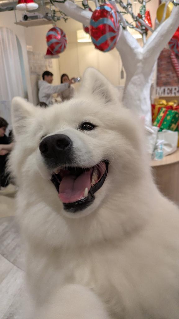 いっぬ🐕️