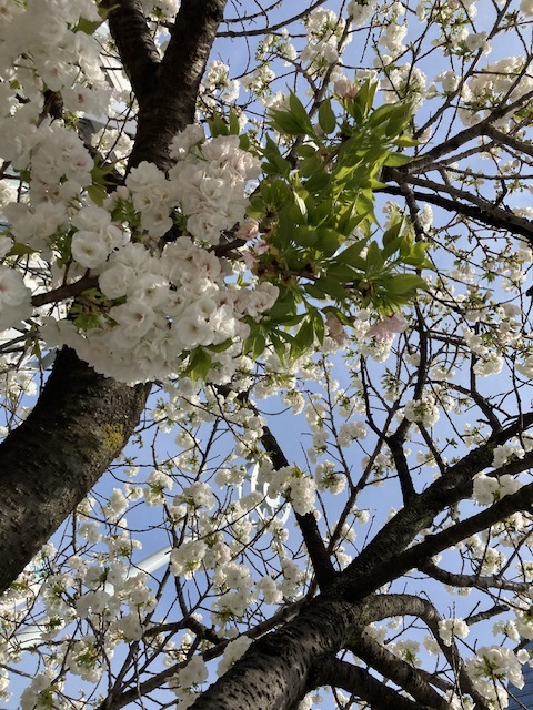 3月の感謝と入社式