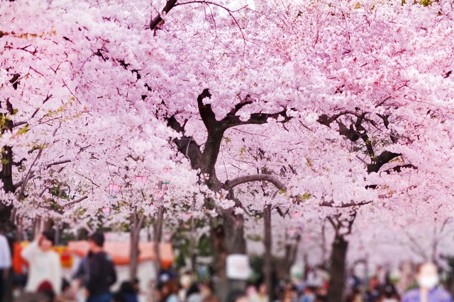 ⚪️桜だより⚪️